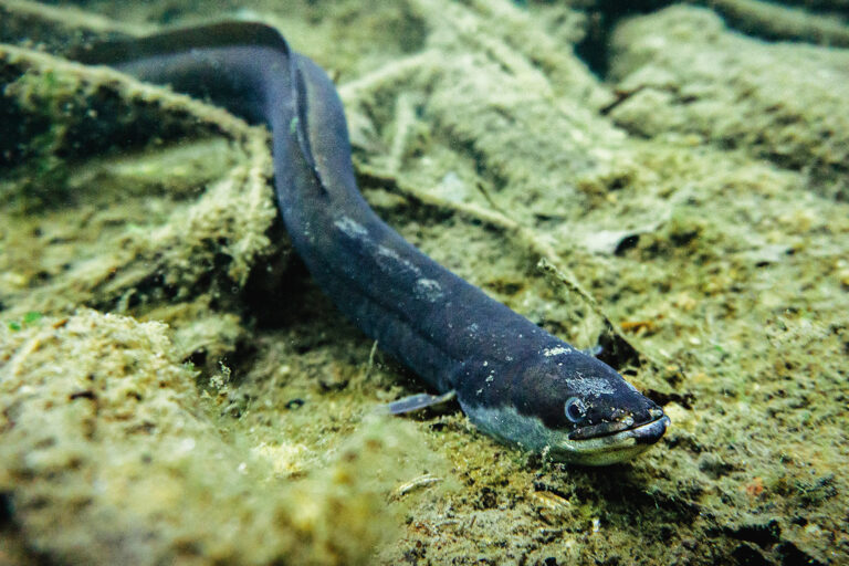 A European eel (Anguilla anguilla) underwater.
