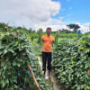 A farmer holds green vegetables in his farm.