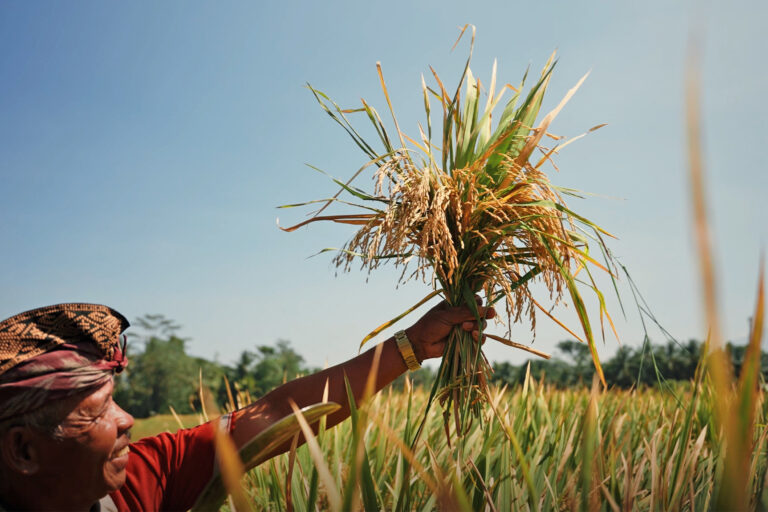 A farmer in a rice paddy field.