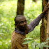 A rubber farmer taps a rubber tree