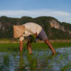 A farmer plants rice in South Sulawesi, Indonesia.
