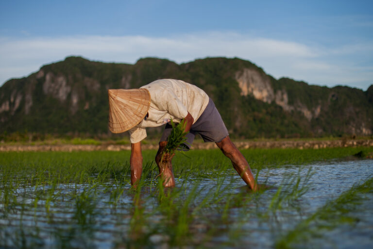 A farmer plants rice in South Sulawesi, Indonesia.