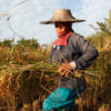 A rice farmer harvesting in rice fields.