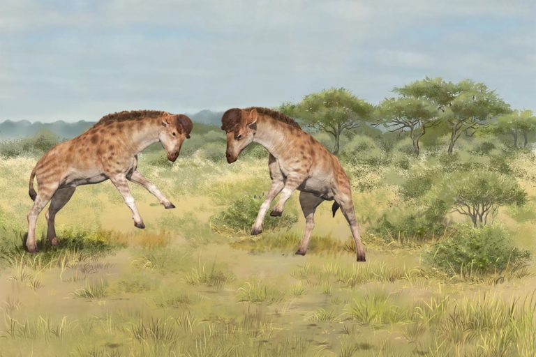 A rendition of D. xiezhi head-to-head butting. Image courtesy of Xiao Cong Guo and Yu Wang.