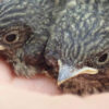 Two Dutch flycatchers nestle in the palm of a researcher’s hands. Photo credit: Koosje Lamers.