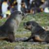 Two Antarctic fur seals playing at St. Andrews Bay, South Georgia.