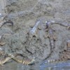Gharial hatchlings