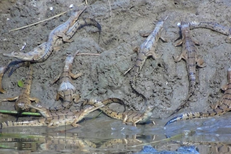 Gharial hatchlings