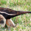 A giant anteater.