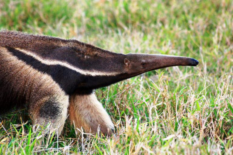 A giant anteater.