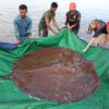Giant stingray