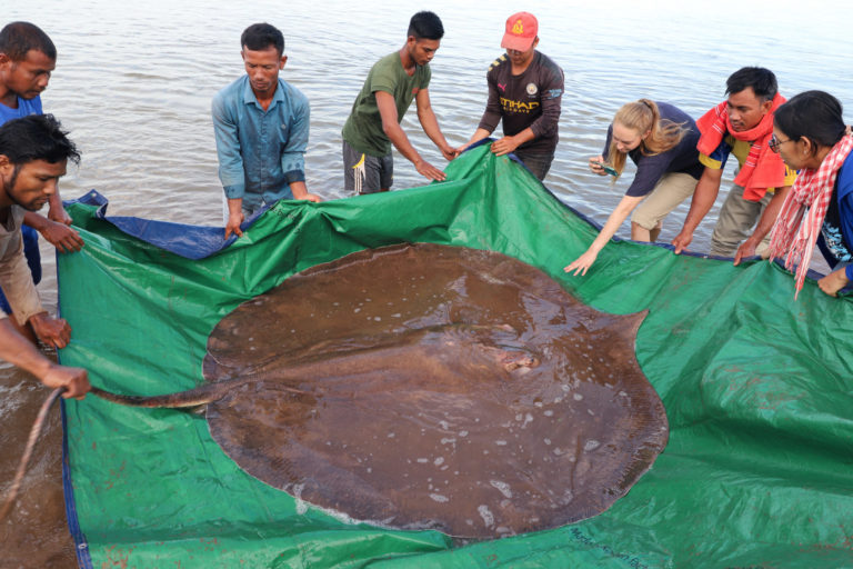 Giant stingray