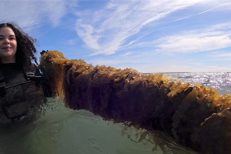 Sugar kelp hanging on its growing lines. Image courtesy of Claudia Geib for Mongabay.