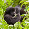A mountain gorilla encountered during a gorilla tourism trek in Uganda.