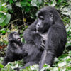 A mother and baby gorilla in Bwindi Impenetrable National Park, Uganda.