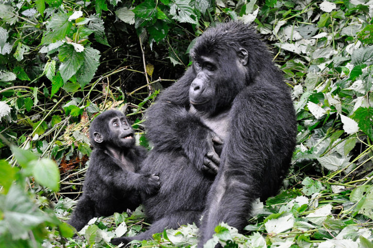 A mother and baby gorilla in Bwindi Impenetrable National Park, Uganda.
