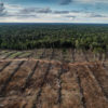Documentation of landcover and oil palm plantation development in PT Internusa Jaya Sejahtera (PT IJS), part of the Central Cipta Murdaya group, in April 2018. Photo credit: © Ulet Ifansasti / Greenpeace