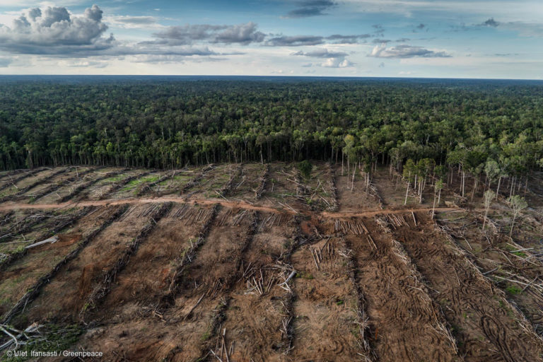 Documentation of landcover and oil palm plantation development in PT Internusa Jaya Sejahtera (PT IJS), part of the Central Cipta Murdaya group, in April 2018. Photo credit: © Ulet Ifansasti / Greenpeace