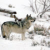 A gray wolf in Yellowstone National Park.