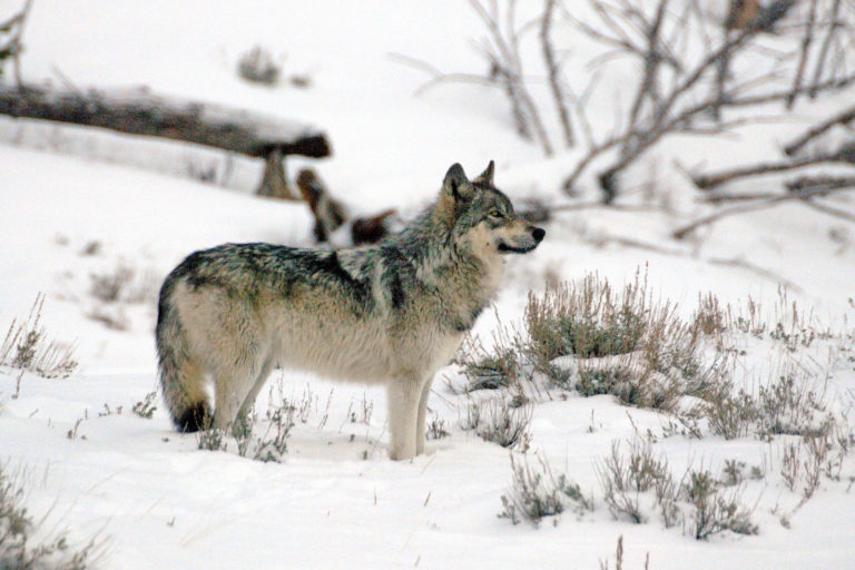 A gray wolf in Yellowstone National Park.
