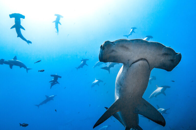 A school of hammerhead sharks.