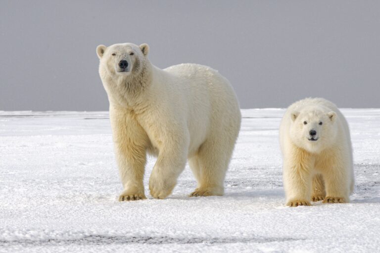 Polar bears.