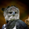 A harpy eagle.