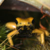 The golden terribilis dart frog, the world's most poisonous frog, is featured in one of the episodes. Photo credit: Rhett A. Butler