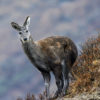 Himalayan musk deer