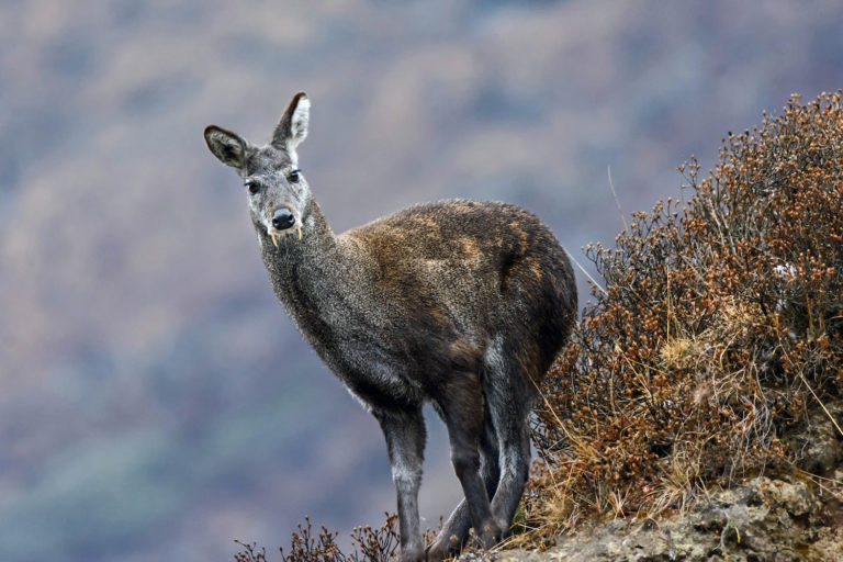 Himalayan musk deer