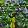 Evergreen huckleberry, a traditional and ceremonial food for the Karuk Tribe. Image courtesy of Rosewoman on Flickr