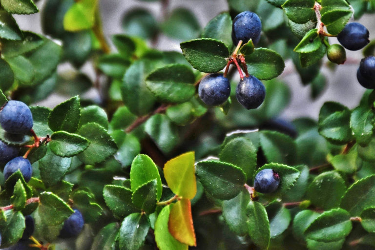 Evergreen huckleberry, a traditional and ceremonial food for the Karuk Tribe. Image courtesy of Rosewoman on Flickr