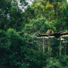 A hornbill flies in a tropical forest.