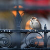 A house sparrow (Passer domesticus) perched on a black metal fence in the city. Photo by Ray Hennessy on Unsplash.