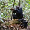 A Djouroutou chimpanzee cracks open a panda nut on a wooden anvil. Photo credit: Liran Samuni, Taï Chimpanzee Project