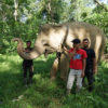 Conservation Response Unit team in Cot Girek pose while also trying to control Marni the elephant.