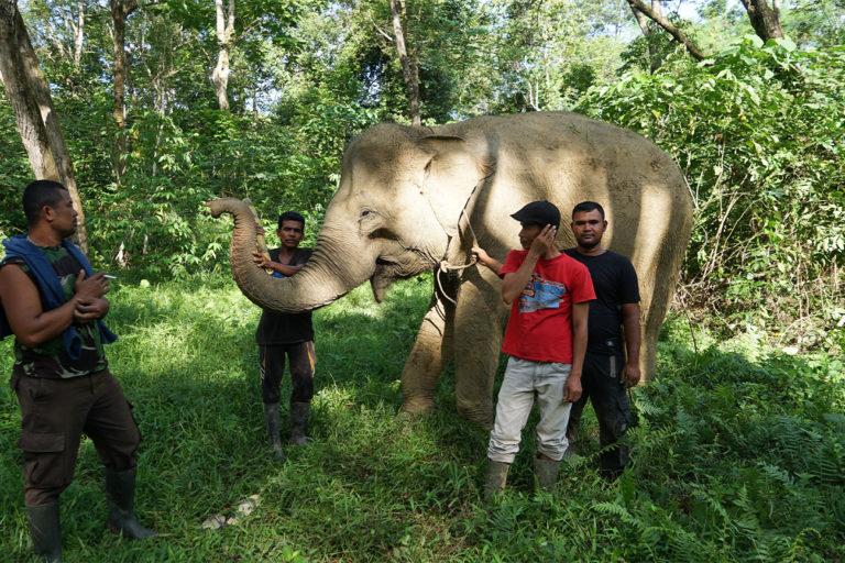 Conservation Response Unit team in Cot Girek pose while also trying to control Marni the elephant.