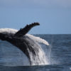Humpback whales have made a remarkable recovery from the days when they were targeted by whaling vessels, but global whale populations are starting to struggle as food resources shift and deteriorate.