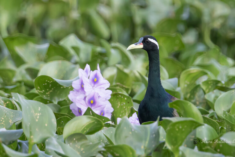 A bronze-winged jacana amidst overgrown water hyacinth.