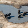 A group of elephants observed during the 2022 KAZA aerial survey. Photo courtesy of Dylan Blew and Ty-Mason James/KAZA Elephant Survey.