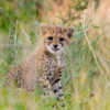 A cheetah cub. Thirty-six rescued cheetah orphans went on to be selected for release during the CCF’s rehabilitation project. Image courtesy of the Cheetah Conservation Fund.