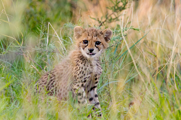 A cheetah cub. Thirty-six rescued cheetah orphans went on to be selected for release during the CCF’s rehabilitation project. Image courtesy of the Cheetah Conservation Fund.