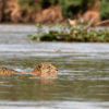 A jaguar swims across a river.