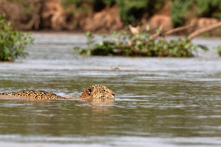 A jaguar swims across a river.
