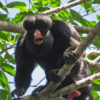 A white-nosed saki.