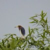 Chinese pond heron