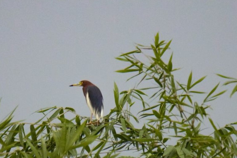 Chinese pond heron