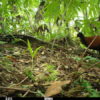 Black-naped Pheasant-Pigeon caught on camera, likely a second individual. Photo: Doka Nason/American Bird Conservancy
