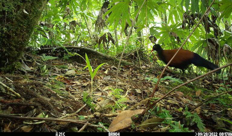 Black-naped Pheasant-Pigeon caught on camera, likely a second individual. Photo: Doka Nason/American Bird Conservancy