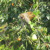 A monkey on a tree in Nepa